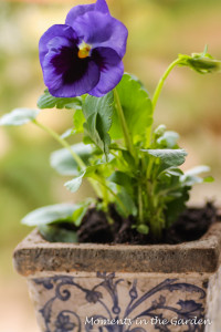 Single pansy bloom in pot (good)-3844