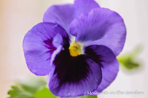 Single pansy2 good-3840