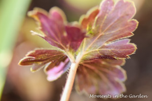 Underleaf of anemone-3823