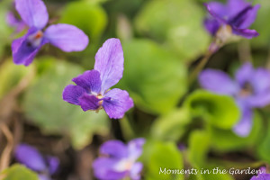 Violets-3990