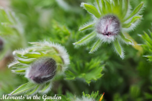 Anenome pulsatilla-4482