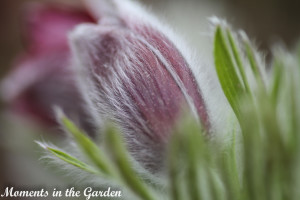 Anenome pulsatilla2-4494