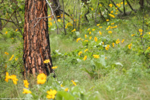 Balsamroot on mass-5080