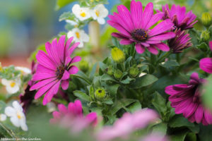 Basket with osteospermum, bacopa, -5037