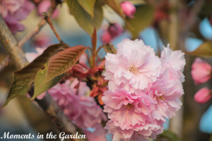 Cherry blossoms-4371