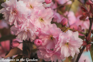 Cherry blossoms2-4372