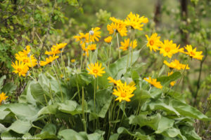 Clumps of balsamroot-5083