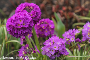 Drumpstick primula-4454