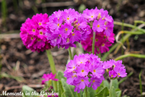 Drumpstick primula2-4455