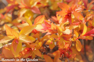 Flame spirea-4471