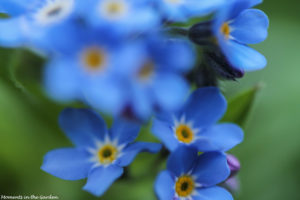 Forget-me-not close up-4927