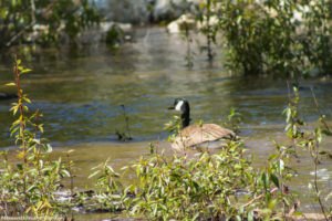 Geese in creek-4998