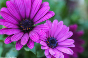 Lilac osteospermum-5006