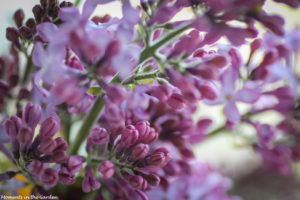 Lilacs coming into flower-4943