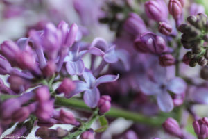 Lilacs coming into flower2-4945