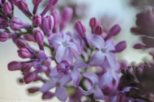 Lilacs coming into flower3-4952