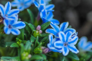 Lithodora diffusa Star-4915