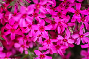 Magneta pink creeping phlox-4916