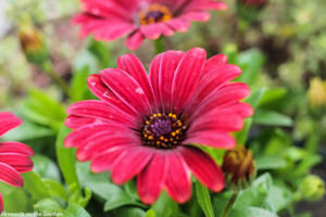 Maroon red osteospermum-4705