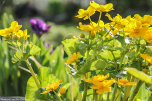 Marsh marigold with iris in background-4813