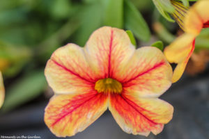 Orange and red calibrachoa-5042