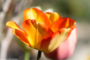 Orange yellow tulips opening-4635