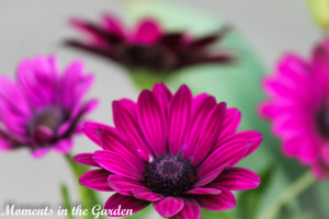 Osteospermum-4464