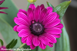 Osteospermum, mauve-4462