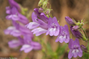 Penstemon-5054