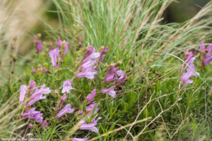 Penstemon against wild grasses-5078