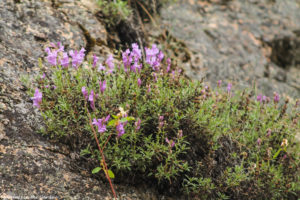 Penstemon clinging to the rocks-5077