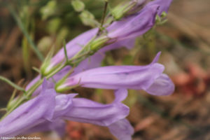 Penstemon - side profile-5056