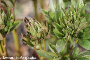 Peony shoots-4497