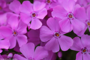 Pink creeping phlox, shot at dusk-4903