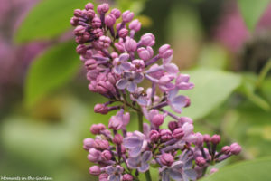 Purple lilac-5096