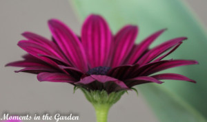 Side profile of osteospermum-4463