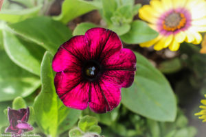 Trailing petunia-5169