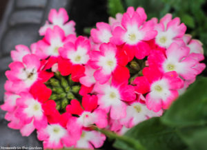 Trailing verbena-4704