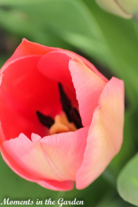 Tulip-4468