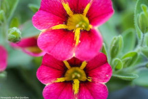 Two toned calibrochoa-5019