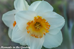 White Daffodil, yellow centre-4366