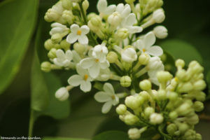 White lilac-5094