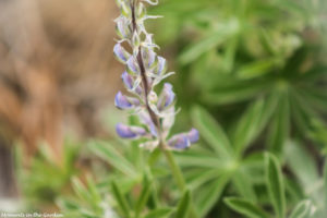 Wild lupin coming into bloom-5060