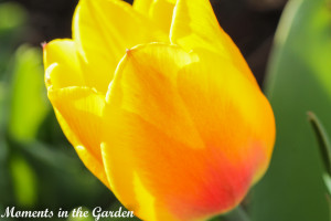 Yellow Tulip-4470