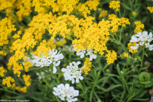 Yellow alyssum and candytuft-4933