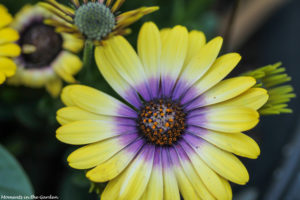 Yellow and blue centred osteospermum-5007