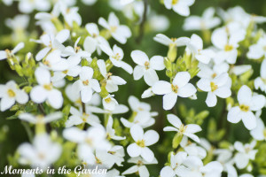 white arabis-4487