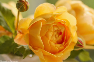 Apricot coloured rose-6431