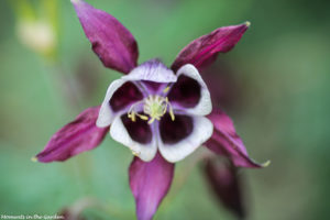 Aquilegia Columbine White and Purple