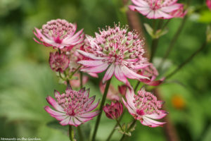 Astrantia Major-6148